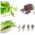 Mizuna - set de semințe din 2 soiuri de plante legumicole - 