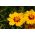 平原金鸡菊;花园蜱，金色蜱，calliopsis - Coreopsis tinctoria nana - 種子