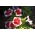 Petúnia Illusion - Vermelho - Petunia hyb. multiflora nana - sementes