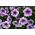 Садова петунія "Веселка (Rainbow)" - фіолетова - Petunia hyb. grandiflora nana - насіння