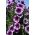 Petunia Grandiflora nana - Rainbow (Tęcza) - lilla - Petunia hyb. grandiflora nana - frø