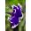 Vrtna petunia "Illusion (Illusion)" - modra - Petunia hyb. multiflora nana - semena