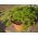 Leaf petržlen - SEED DISC -  Petroselinum crispum - semená