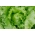 卷心莴苣“Kinga” - 涂层种子 - Lactuca sativa L.  - 種子