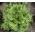 Sejamosios salotos - Ludwina - sėklos juostoje - Lactuca sativa L. 
