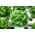 Hlávkový salát Butterhead "Královna května (Królowa Majowych)" - Výsevní pásky - Lactuca sativa L.  - semena