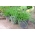 Чешњак - СЕЕД ДИСЦ; оријентални бели лук, азијски лук, кинески лук, кинески празилук -  Allium tuberosum - семе
