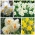 Poet’s daffodil – Set of four varieties – 60 pcs; poet's narcissus, nargis, pheasant's eye, findern flower, pinkster lily