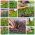 Microgreens - Fit pack - suuri lisä salaatteihin - 10-osainen sarja + kasvatussäiliö -  - siemenet