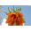 Sada 3 - oranžová korunka - 5 ks; cisárska fritillary, Kaiserova koruna