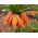 Set 3 - oranžová korunka císařská - 5 ks; císařská fritillary, Kaiserova koruna - 