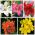 Asiatisk lilja - en uppsättning primära färger - 15 st - 
