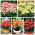 Dwarf lily - set pot warna-warni - 18 pcs - 