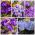 Azafranes - un conjunto de variedades de flores azules y púrpuras - 200 uds. - 