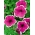 Taman petunia "Illusion (Illusion)" - merah jambu - Petunia hyb. multiflora nana - benih