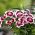 Sweet William Holborn Glory seeds - Dianthus barbatus - 450 seeds