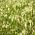 大きい地震の草の種 -  Briza maxima  -  500個の種子 - シーズ