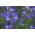 Kék csatavirág - 200 magok - Polemonium caeruleum