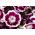 Graines d'Œillet du Poète "Holborn Glory" - Dianthus barbatus - 450 graines