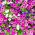 피튜니아 발코니 믹스 씨앗 - 피튜니아 x 하이브리드 - 800 종자 - Petunia x hybrida pendula