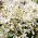 Tatlı sonbahar akasma tohumları - akasma mandshurica - Clematis mandschurica