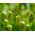 更大的Quaking草种子 -  Briza maxima  -  500种子 - 種子