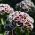 Sladki William Holborn Glory semena - Dianthus barbatus - 450 semen