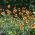 Vanliga Blommiga fröer - Gaillardia aristata - 300 frön