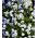 Baltos užmiršti-ne-ne, sėklos - Myosotis alpestris - 660 sėklų