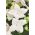 Platycodon, balonu zieds - balts; Ķīnas bellflower - 