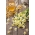 BIO Chamomile - بذور عضوية معتمدة ؛ البابونج الإيطالي ، البابونج الألماني ، البابونج المجري ، البابونج البري ، الأعشاب المعطرة -  Matricaria chamomilla - ابذرة