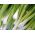 Лук репчатый - Winter Nest - 100 грамм -  Allium fistulosum - семена