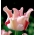 รูปภาพ Tulip Witty - 5 ชิ้น - 