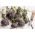 ブロッコリー「早い紫の芽吹き」 - Brassica oleracea var. botrytis italica - シーズ