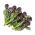 Brokoli "Zgodnje vijolično sprouting" - Brassica oleracea var. botrytis italica - semena