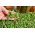 Microgreens - Borage - νεαρά, νόστιμα φύλλα? αστεροειδής -  Borago officinalis - σπόροι