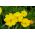 Cosmos bipinnatus - gul -  Cosmos bipinnatus - frø