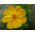Κίτρινος κήπος του Κόσμου; Μεξικάνικο αστέρα -  Cosmos bipinnatus - σπόροι