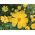 노란색 정원 코스모스; 멕시코 애 스터 -  Cosmos bipinnatus - 씨앗