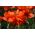 Східний мак - червоний, з подвійними квітами -  Papaver orientale - насіння
