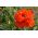 Orientální mák - červené, dvojité květy -  Papaver orientale - semena