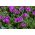 Delosperma Rosa - variedade de folhas largas; planta de gelo - sementes
