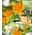 Flores comestíveis - calêndula de pote - laranja; ruddles, marigold comum, calêndula escocês - sementes