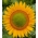 Bunga Poland - bunga matahari yang tinggi - "Amor Amant ' - benih