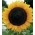 Polnische Blumen - Mittelgroße Sonnenblume "Amor Anter" - 