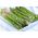 Asparagus 'Mary Washington' -  Asparagus officinalis - benih