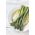 Asparges - Mary Washington -  Asparagus officinalis - frø