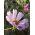 Garden Cosmos  - “海贝壳” - 品种混合;墨西哥紫菀 - Cosmos bipinnatus - 種子