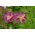 Garden Cosmos  - “海贝壳” - 品种混合;墨西哥紫菀 - Cosmos bipinnatus - 種子