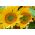 گل آفتابگردان زینتی کوتوله - سبز هابیت - برای کشت در گلدان -  - دانه